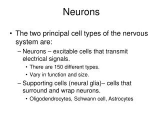 Neurons