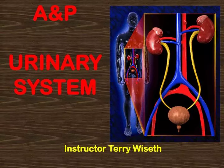 a p urinary system