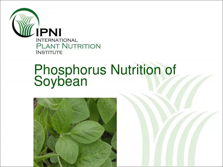 phosphorus nutrition of soybean