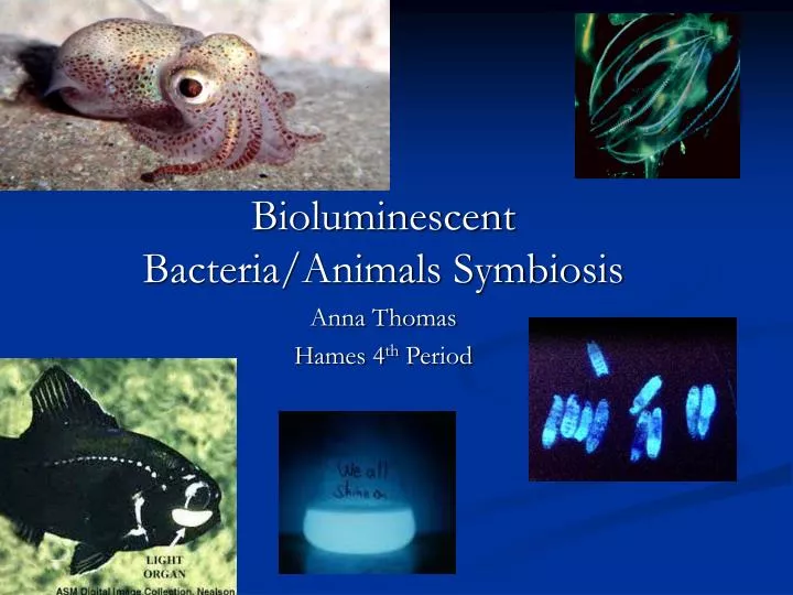 bioluminescent bacteria animals symbiosis anna thomas hames 4 th period
