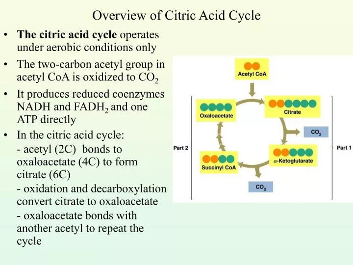overview of citric acid cycle