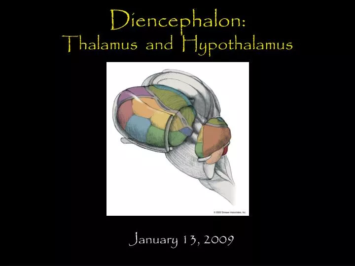 diencephalon thalamus and hypothalamus