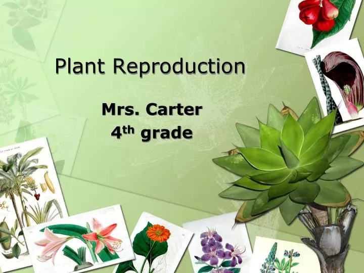 plant reproduction