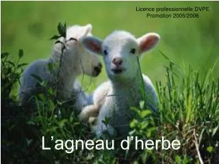 l agneau d herbe