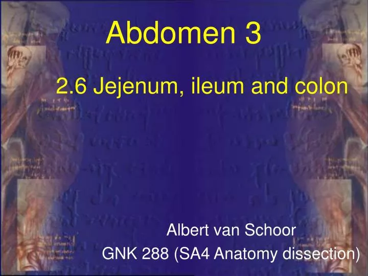2 6 jejenum ileum and colon