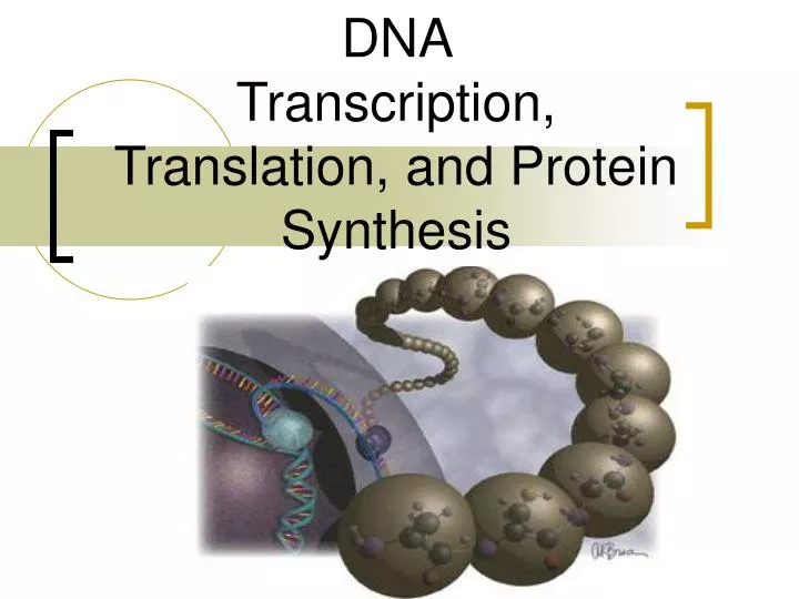 dna transcription translation and protein synthesis