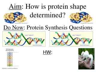 Aim : How is protein shape determined?