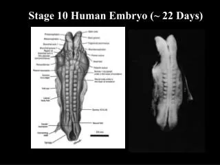 Stage 10 Human Embryo (~ 22 Days)
