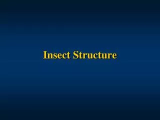 Insect Structure