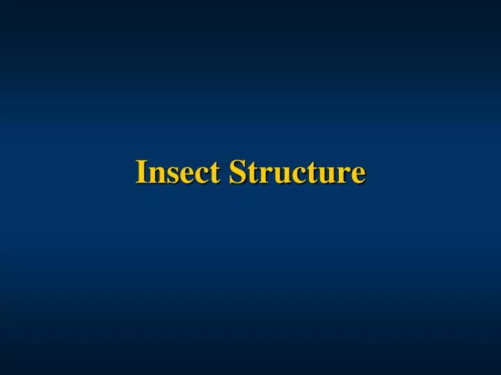 insect structure