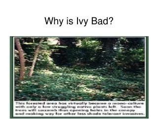Why is Ivy Bad?