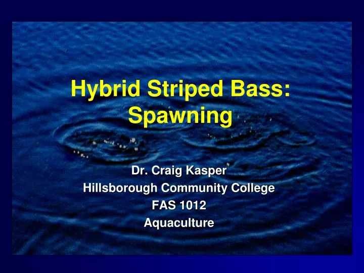 hybrid striped bass spawning