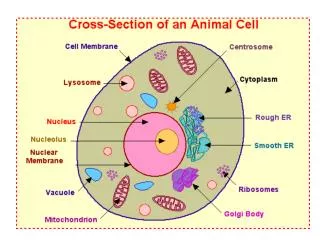 Cytosol