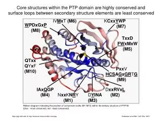Core structures within the PTP domain are highly conserved and