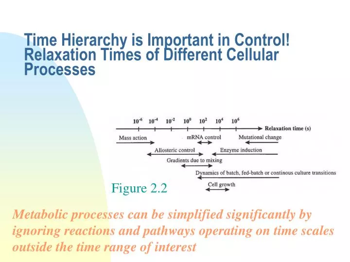 time hierarchy is important in control relaxation times of different cellular processes
