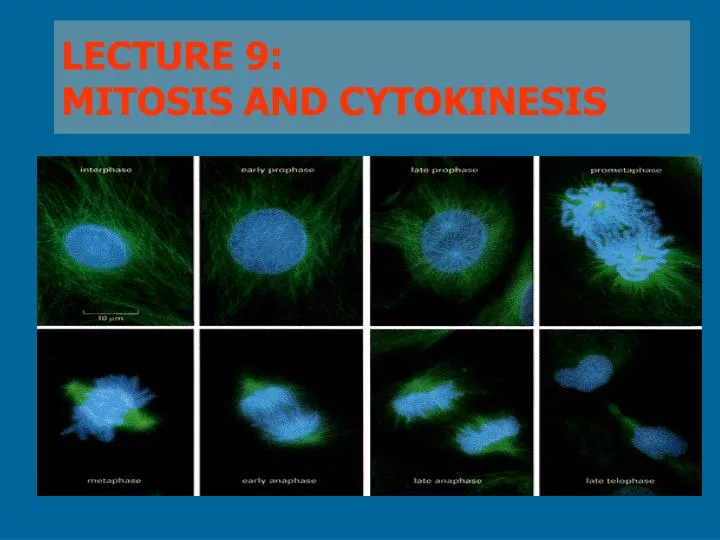 lecture 9 mitosis and cytokinesis