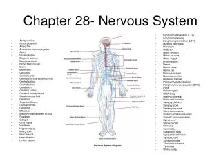 chapter 28 nervous system