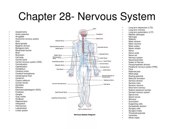 chapter 28 nervous system