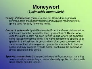 Moneywort ( Lysimachia nummularia )