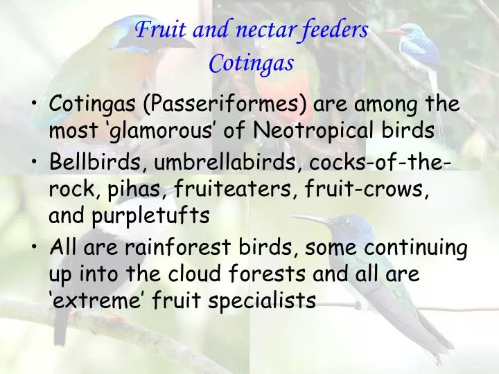 fruit and nectar feeders cotingas