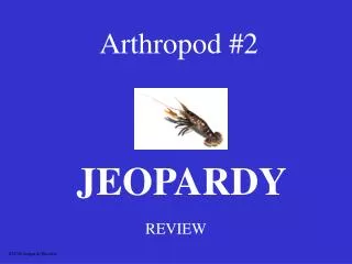 Arthropod #2
