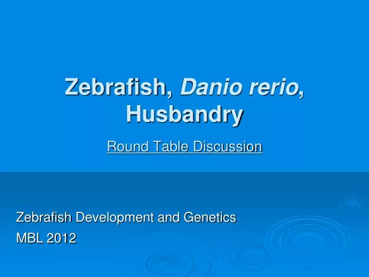 zebrafish danio rerio husbandry