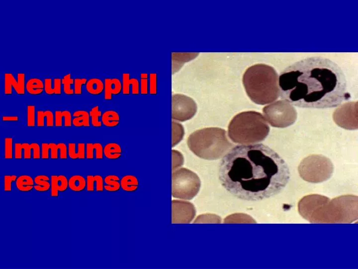 neutrophil innate immune response