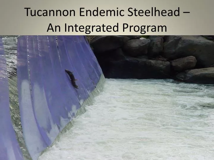 tucannon endemic steelhead an integrated program