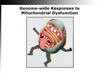 Genome-wide Responses to Mitochondrial Dysfunction