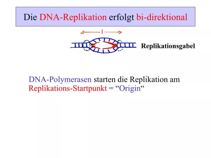 die dna replikation erfolgt bi direktional