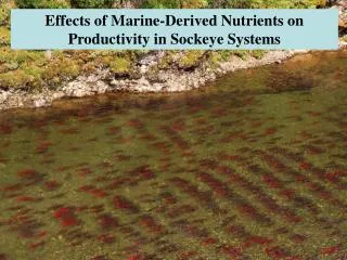 Effects of Marine-Derived Nutrients on Productivity in Sockeye Systems