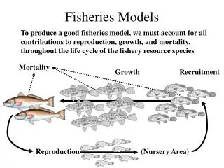 Fisheries Models