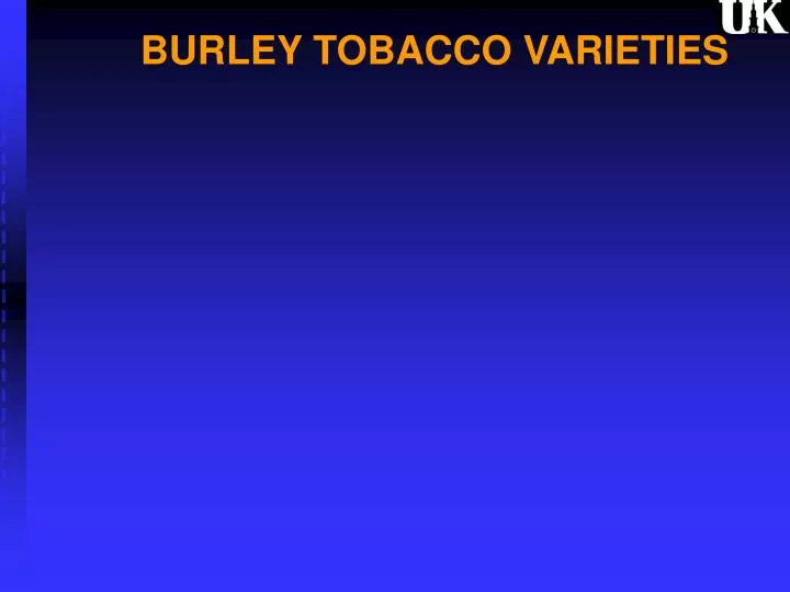 burley tobacco varieties