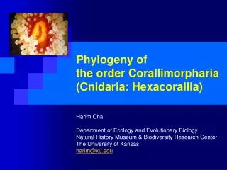 Phylogeny of the order Corallimorpharia (Cnidaria: Hexacorallia)