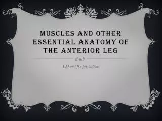 Muscles and other essential Anatomy of the anterior leg