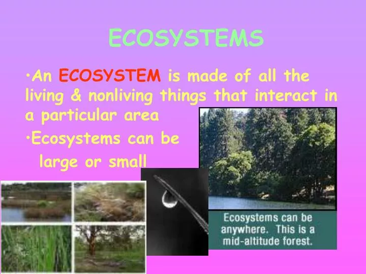 PPT - ECOSYSTEMS PowerPoint Presentation, Free Download - ID:6718827