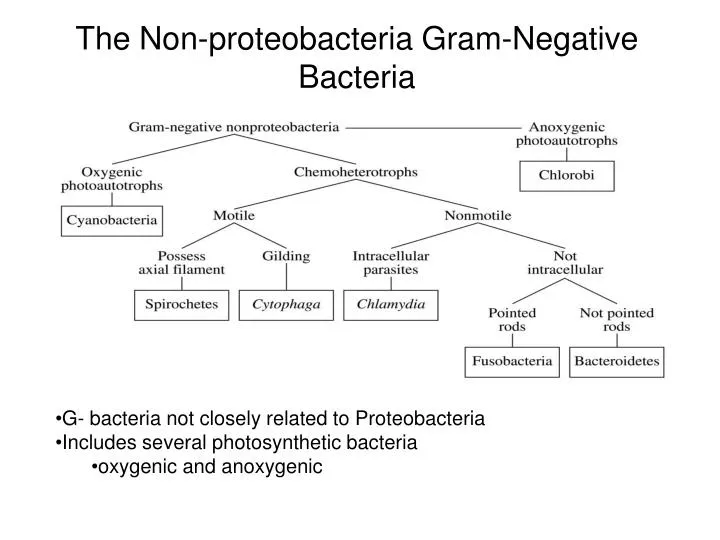 the non proteobacteria gram negative bacteria