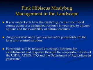 Pink Hibiscus Mealybug Management in the Landscape
