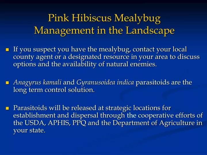 pink hibiscus mealybug management in the landscape