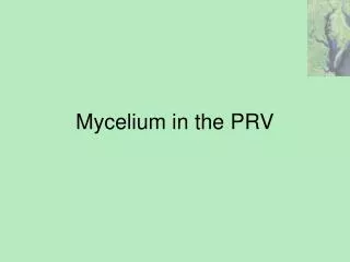 Mycelium in the PRV