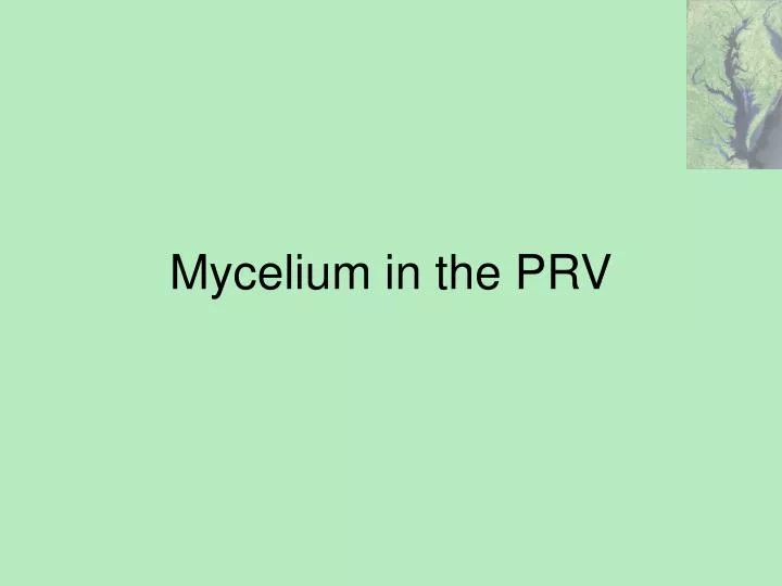 mycelium in the prv