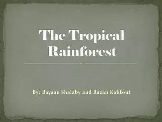 The Tropical Rainforest