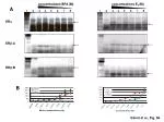 Effects of BPA and E2 Concentrations on ERα and ERβ in Mice - slide 1
