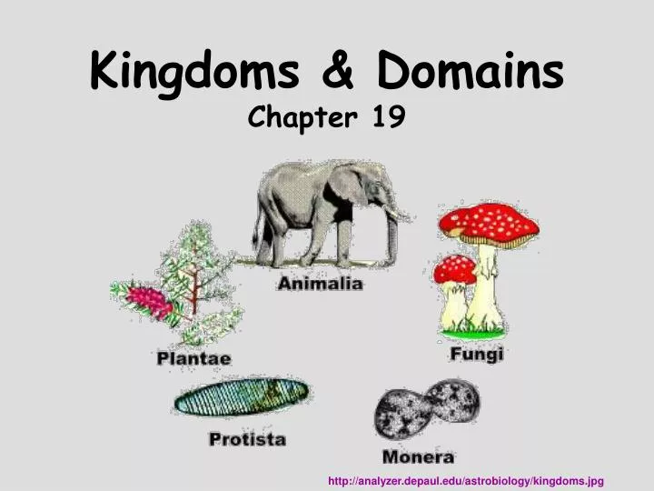 kingdoms domains chapter 19