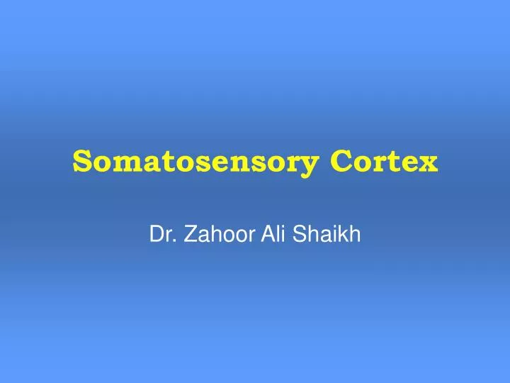 somatosensory cortex