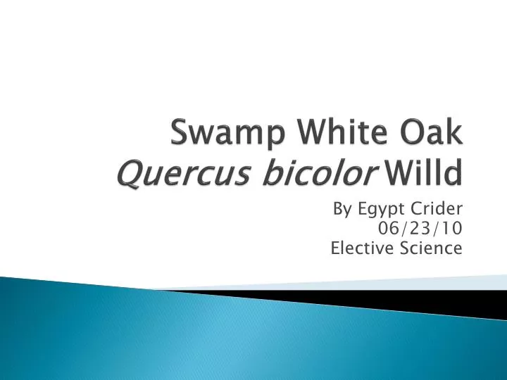 swamp white oak quercus bicolor willd