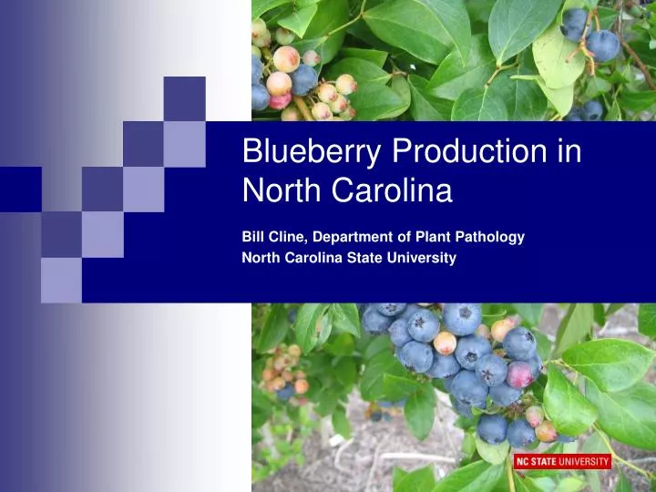 blueberry production in north carolina