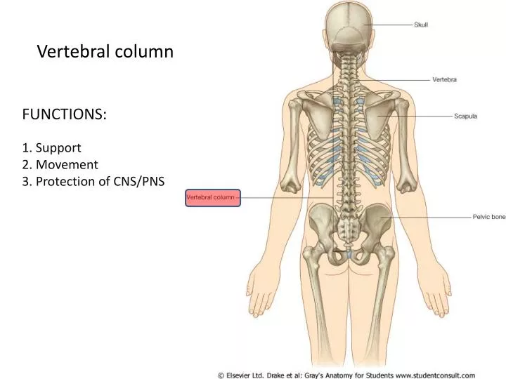 vertebral column