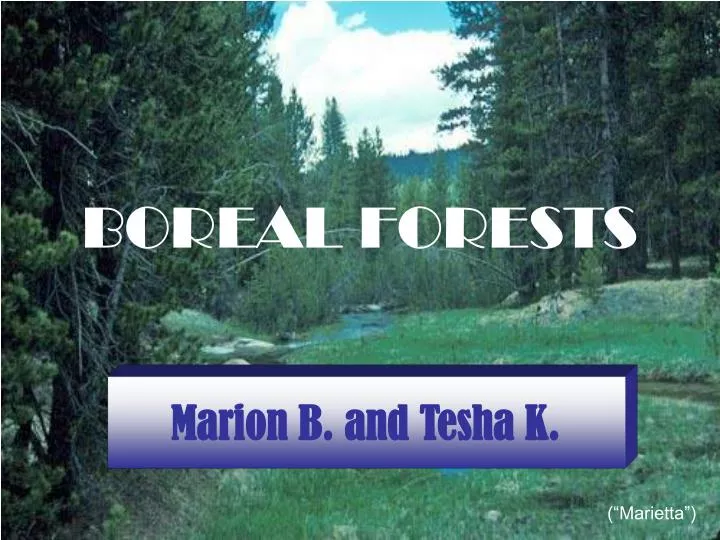 boreal forests