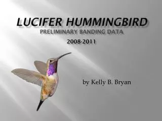 LUCIFER HUMMINGBIRD Preliminary banding data 2008-2011